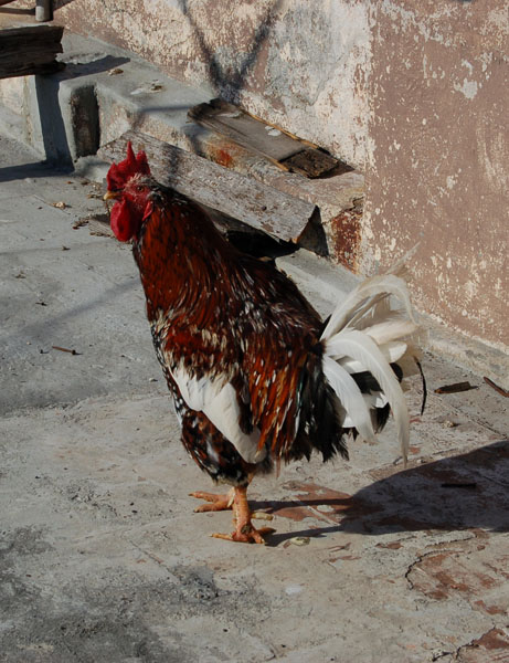 DSC_0226_gallo